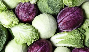The different types of cabbages