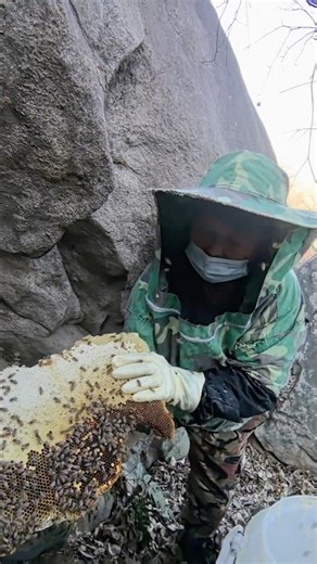 🍯 ASMR Honeycomb Harvest 🍃 Immersive Dripping Raw Honey Sounds#ASMR #HoneycombASMR #RawHoney