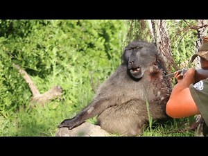 The Largest Baboon Hunt In Africa / The Largest Baboon Hunt In Africa / Baboon Hunt