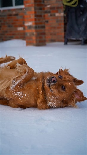 The PAWerful Rescue on Instagram: "Oh Peter….. so very handsome 😂❤️😂❤️ Support the sanctuary buildout through clothing line! Link in bio Ihopandfriends.com To follow along with their revenge tours daily and gain access to the Private IG check out the Patreon located on link in IG bio. Every rescue dog has a story. Uncover it with @wisdompanel so they can get the best care. Get 25% off the most accurate pet DNA test with PAWERFUL25 link in bio! Rescue fueled by @ryzewellness . Lin