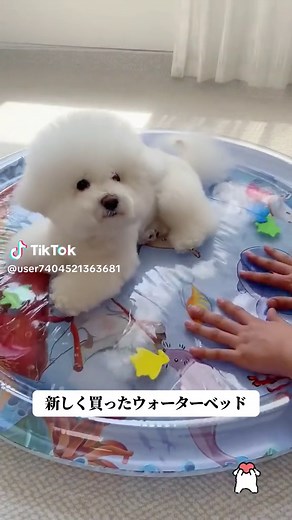 冷たくて遊べるウォーターベッド#🐶 #犬用品 #ペット用品 #愛犬が可愛い #可愛い #🐶❤️ #おすすめ #fypシ