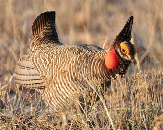 Watch the Attwater's prairie chicken do his mating dance (he's really going for it)