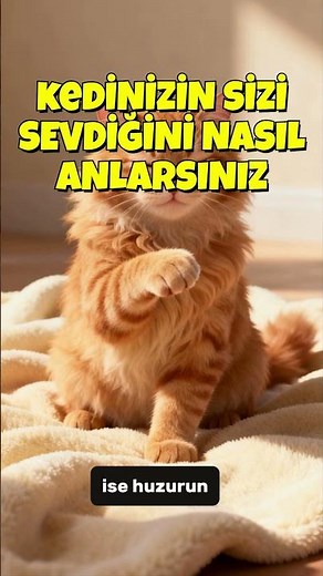 Kedinizin Sizi Sevdiğini Nasıl Anlarsınız?!