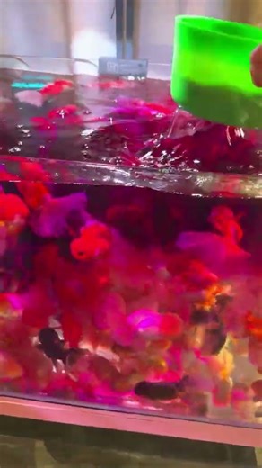 This is the most densely populated goldfish tank I've ever seen! The client is sterilizing it! #koi