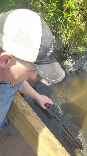 BIGGEST ALLIGATORS in the EVERGLADES 🌴🐊