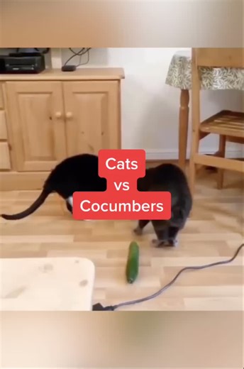 Cat vs Cucumber Compilation: Hilarious Reactions Caught on Camera