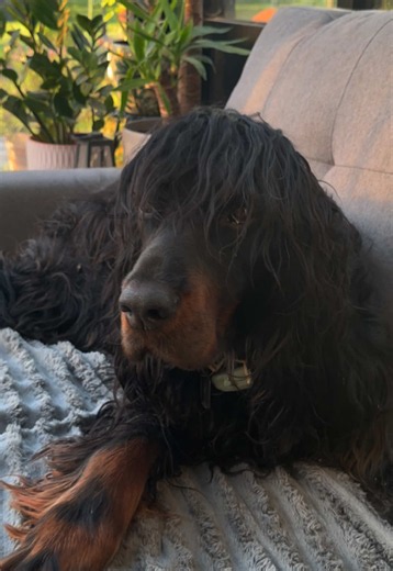Gordon Setter: Managing a Dog's Phase with Patience