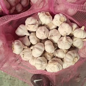 [Hot Item] Premium Quality Fresh Chinese New Crop Garlic for Cooking