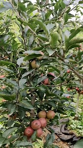 120K views · 6.8K reactions | Apple  fruit size update || Mema Mestar and t-rex #gala #delicious #fruits #mulching | Shilpa Thakur | Facebook