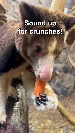 211K views · 11K reactions | Share, like, watch and listen to...