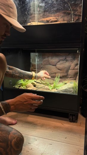 Our new trio of wheeleri cinctus two reduce pattern females and normal male. The female was fine and moving around normally after she decided to kamikaze of my hand. A little bit of a long video this one let us know if it’s something you’d like abit more of • • • • • • • • • #2025 #thegeckocave #thereptilecave #photography #monitors #ackies #instagood #geckosofinstagram #geckolove #geckobreeder #geckolife #followme #nature #reptilekeeper #reptilebreeder #reptilelover #Photooftheday #follow #ther