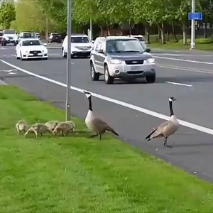 24K views · 156 reactions | SO CUTE  Canadian goose family is crossing the street 閭閭閭 | My Pets | Facebook
