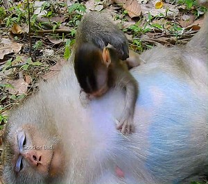 124K views · 2.7K reactions | Brindy take time finding milk mummy! so lovely adorable baby! | Good Or Bad | Facebook