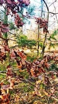 Awakening the Wild🌲