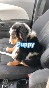 A smart Australian Shepherd puppy😆#australianshepherd #puppy #puppytraining