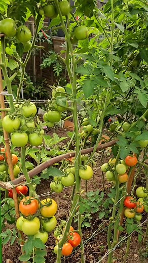 Vegetable Garden UK 🇬🇧 | organic vegetable garden at home UK 🇬🇧 😋 #homegardeninguk #vegetablegarden #tomatoes #tomato #gardening | Home Gardening UK