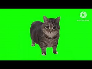 W&W - OIIA OIIA (Spinning Cat) (1 hour loop)