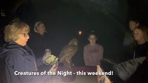 Friday and Saturday night only! See a real, live Creature of the Night at Audubon's Creatures of the Night at Beechwood Farms Nature Reserve. Enjoy a family-friendly and non-scary outdoor adventure on the trails at night. Meet costumed "creatures" and learn about their live on the reserve. Register at aswp.org | Audubon Society of Western Pennsylvania