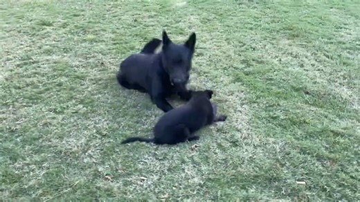 4 Elite German Shepherds, a Puppy and a POODLE!!! | German Shepherd Man