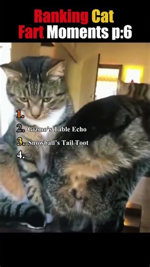 Ranking Cat fart Moments Every Cat Owner Understands 🐾🤣