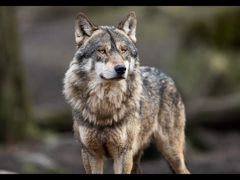 In Praise of Wolves (full documentary)