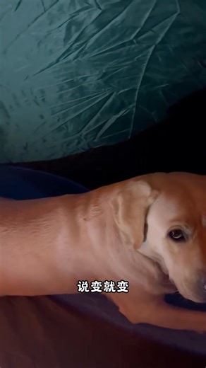 好好在家待着多好，非要露营 #萌宠出道计划 #萌宠成精了 #神奇动物在快手 | 辛巴和汤圆 - Simba and Tangyuan