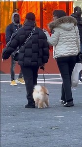 Amazing,the dog jumps while walking❤️#pet#dog#lover