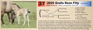 Lot 37 - Grullo Roan Filly: Blue Valentine & Driftwood - Heritage Production Sale