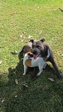 Pitbull and puppy Jack play time ..😳♥️