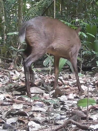 Vida Selvagem da Floresta Amazônica em Ação — Registros Reais de Animais na Amazônia. Este vídeo apresenta imagens reais captadas em plena floresta amazônica, revelando a riqueza dos animais da Amazônia brasileira em seu habitat natural. As cenas diurnas e coloridas mostram a dinâmica da vida selvagens da Amazônia, registrada com total respeito ao ambiente e à fauna local. Os registros foram feitos por câmeras de trilha instaladas em pontos estratégicos de áreas preservadas dentro de fazendas no