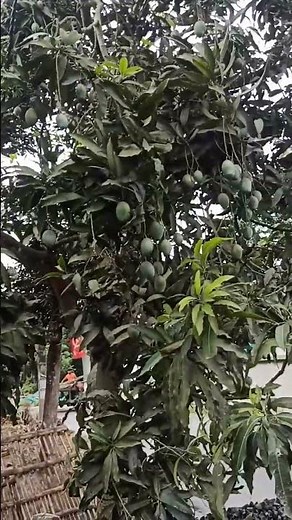 आम्रपाली आम की खेती अखिल भारतीय पौधों की डिलीवरी 8167755310 amrapali mango farming all India plants