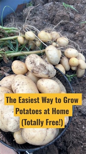 The Easiest Way to Grow Potatoes at Home (Totally Free!)