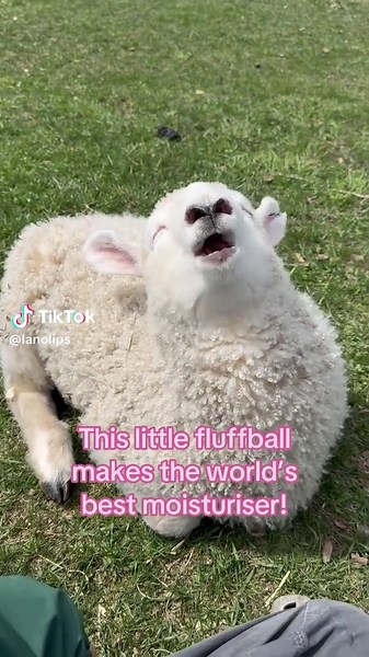 Discover the Power of Lanolin for Skincare