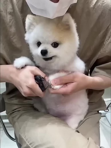 Adorable Puppy Moments That Will Melt Your Heart