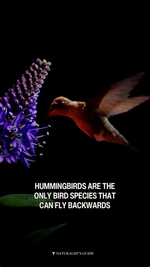 14K views · 379 reactions | Hummingbirds are the only bird species that can fly backwards. They can also fly upside down. #birdsofinstagram #hummingbird | Naturalist's Guide | Facebook