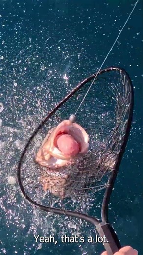 Ths is WHY You Fish Live Bait on the Reef!!
