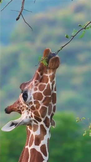 🐾 Watch this giraffe's incredible tongue in action! 😲#Wildlife, #Giraffe, #Nature,