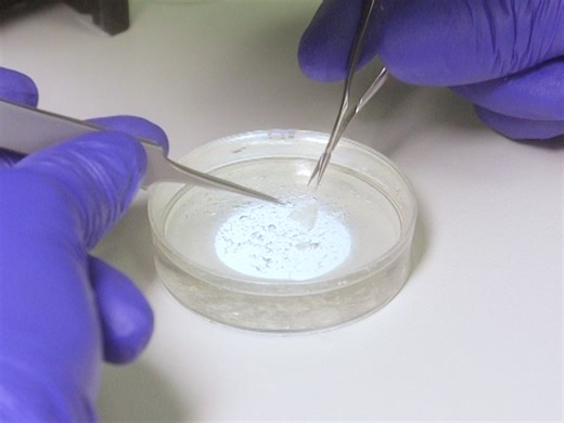 Video: Electrophysiological Recordings of Brainstem-Spinal Cord Preparations from a Newborn Rodent - Experiment