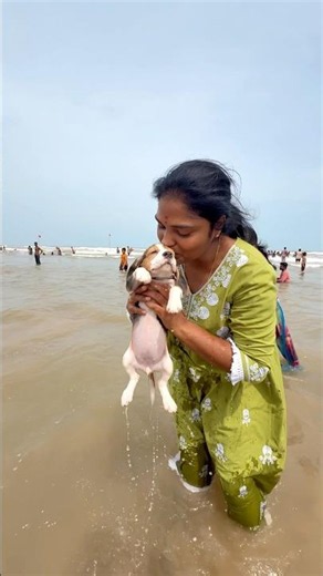 Beagle in beach ❌
