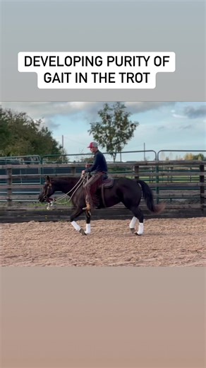 89K views · 1.8K reactions | Developing Purity Of Gait on a loose...