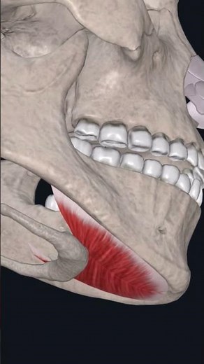 Mylohyoid muscle