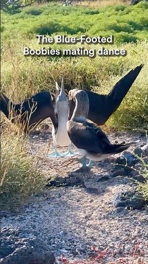 Watch the Blue-Footed Booby mating dance in the Galapagos!