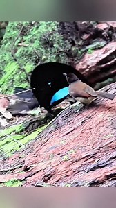 433K views · 14K reactions | Amazing dance | Nature's Palette | Facebook