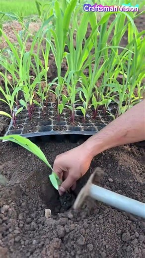 High quality corn planting techniques