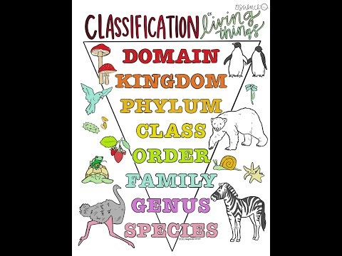 Classical Conversations Cycle 1 Week 1 Science - Classifications of Living Things Memory Work Song