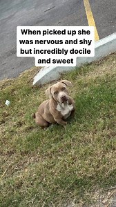 🚨COURTESY POST:🚨 📣RESCUE NEEDED FOR SWEET AND DOCILE LOW RIDER SAVED FROM THE COLD 🙏🏼 Jelly Bean (as she has been dubbed by her rescuer) was found hovering and scared after likely being dumped in the RGV area of Texas. 💔 Her compassionate rescuer couldn’t leave her out there in the cold and rain even though she already had her hands full. Jelly has flourished in the week since she found safety in a home. And despite posts, no owner came forward to claim her.Now Jelly needs a place to land.