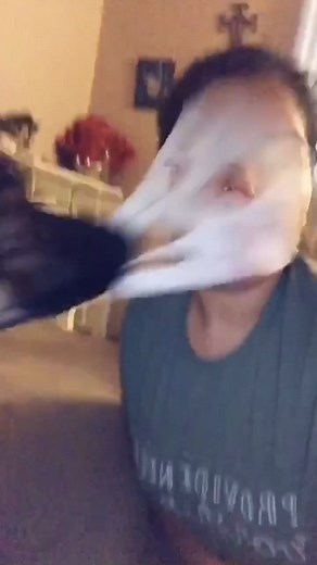 Adorable Dog Wearing Face Mask | Cute Pet Video