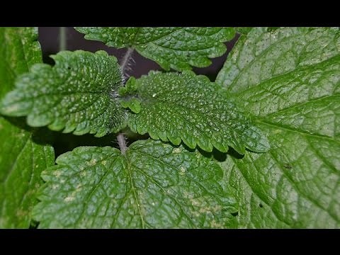 Melissa officinalis, Lemon Balm medicinal uses, properties, benefits