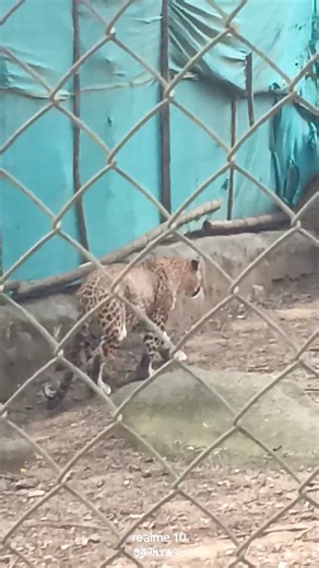 lepard mighty roar #wildlife #leopard #roar #robtheranger #love #leopardroar
