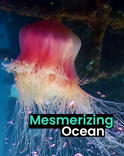 2.9M views · 127K reactions | The ocean is a mesmerizing place  | Animal Antics | Facebook